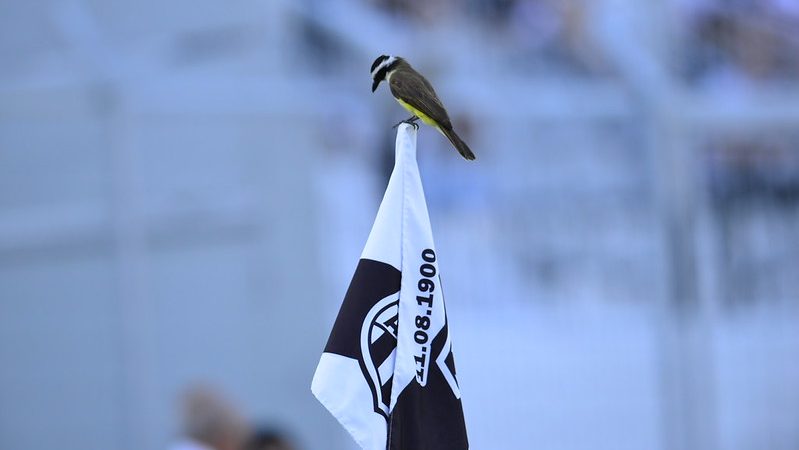 Ponte Preta: Justiça condena clube a pagar dívida com padaria de Campinas